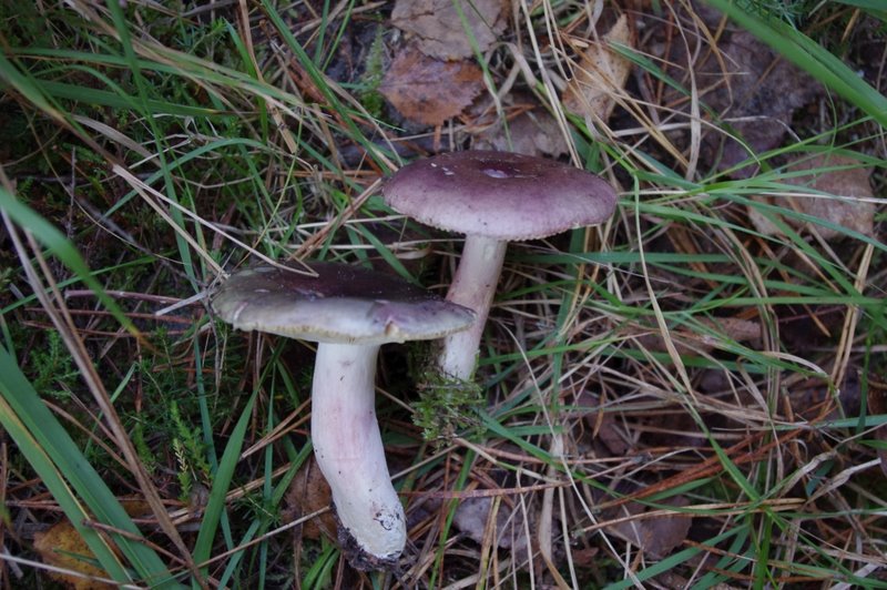 Mares au vinaigre 28